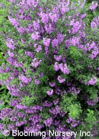 Prostanthera lasianthus